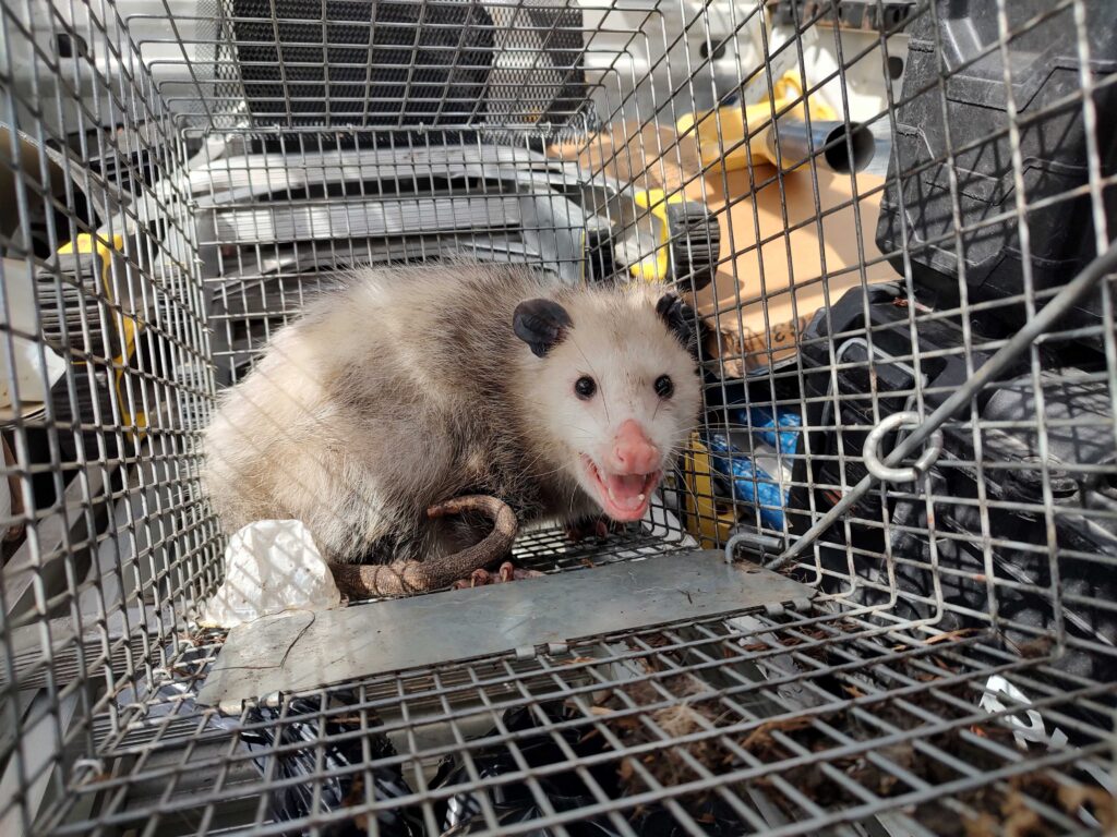 Wildlife Removal Clare