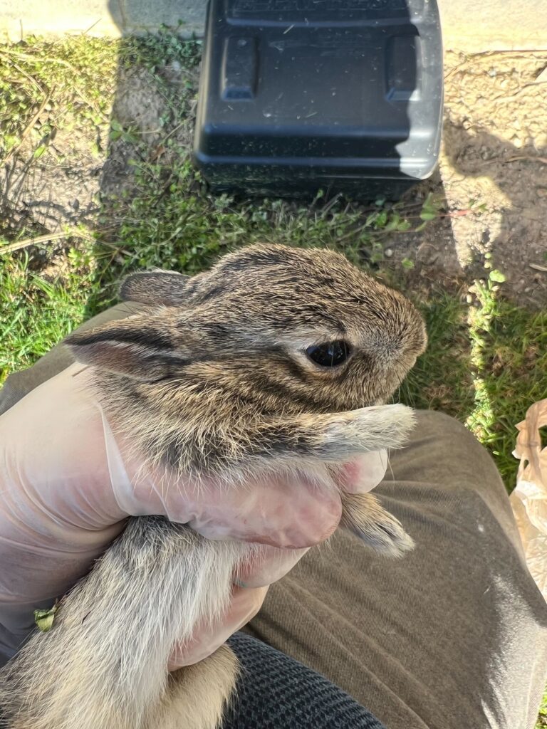 Wildlife Removal Clare