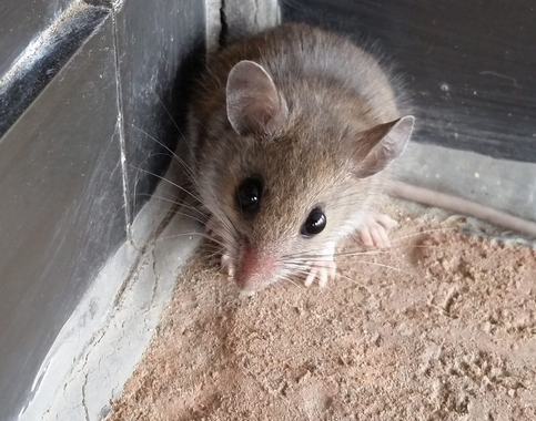 Wildlife Removal Clare